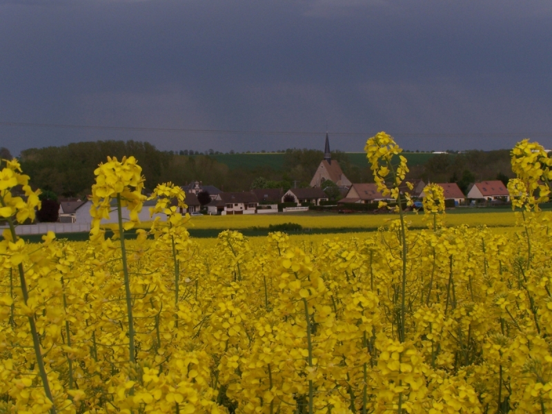 Champ de colza